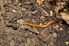 Cryptops anomalans
