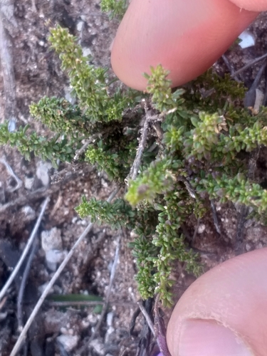 Image of Jamesbrittenia stellata by (c) kevin koen, some rights reserved (CC BY-SA)