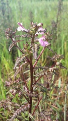 Pedicularis palustris palustris