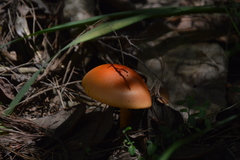 Amanita yema