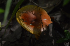 Amanita yema