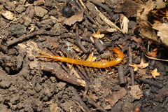 Cryptops anomalans
