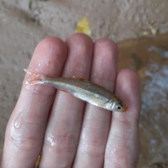 Notropis chiliticus