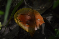 Amanita yema