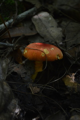Amanita yema