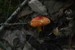 Amanita yema