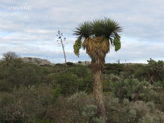 Yucca decipiens