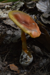 Amanita yema