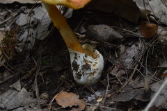 Amanita yema