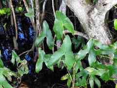 Montrichardia arborescens