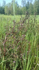 Pedicularis palustris palustris