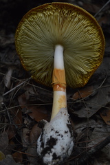 Amanita yema