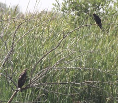 Rostrhamus sociabilis