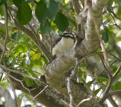 Campylorhynchus griseus