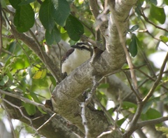 Campylorhynchus griseus