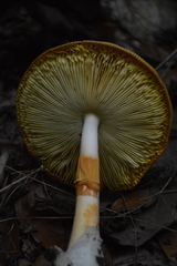 Amanita yema