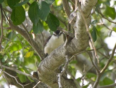 Campylorhynchus griseus