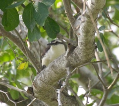 Campylorhynchus griseus