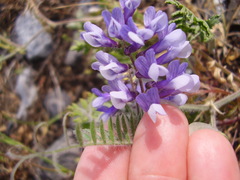Vicia villosa villosa