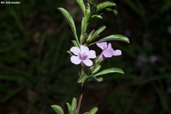 Dyschoriste decumbens