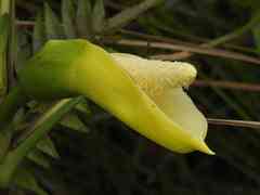 Montrichardia arborescens