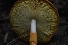 Amanita yema