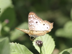 Anartia jatrophae