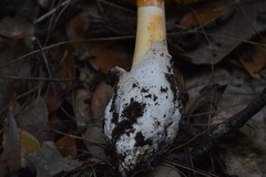 Amanita yema