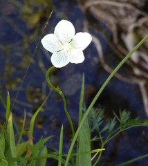 Parnassia palustris