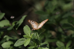 Anartia jatrophae
