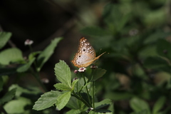 Anartia jatrophae