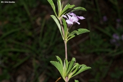 Dyschoriste decumbens