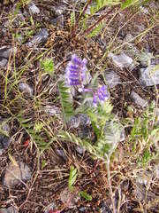 Vicia villosa villosa