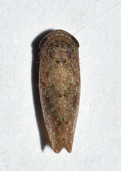Paraphlepsius continuus