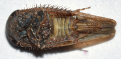 Paraphlepsius continuus