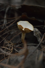 Clitocybe
