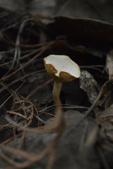 Clitocybe