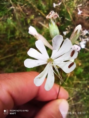Silene longicilia