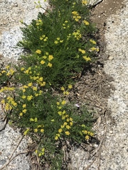 Cymopterus terebinthinus