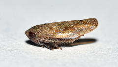 Paraphlepsius continuus