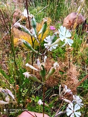 Silene longicilia