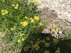 Cymopterus terebinthinus