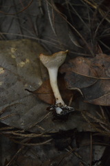 Clitocybe