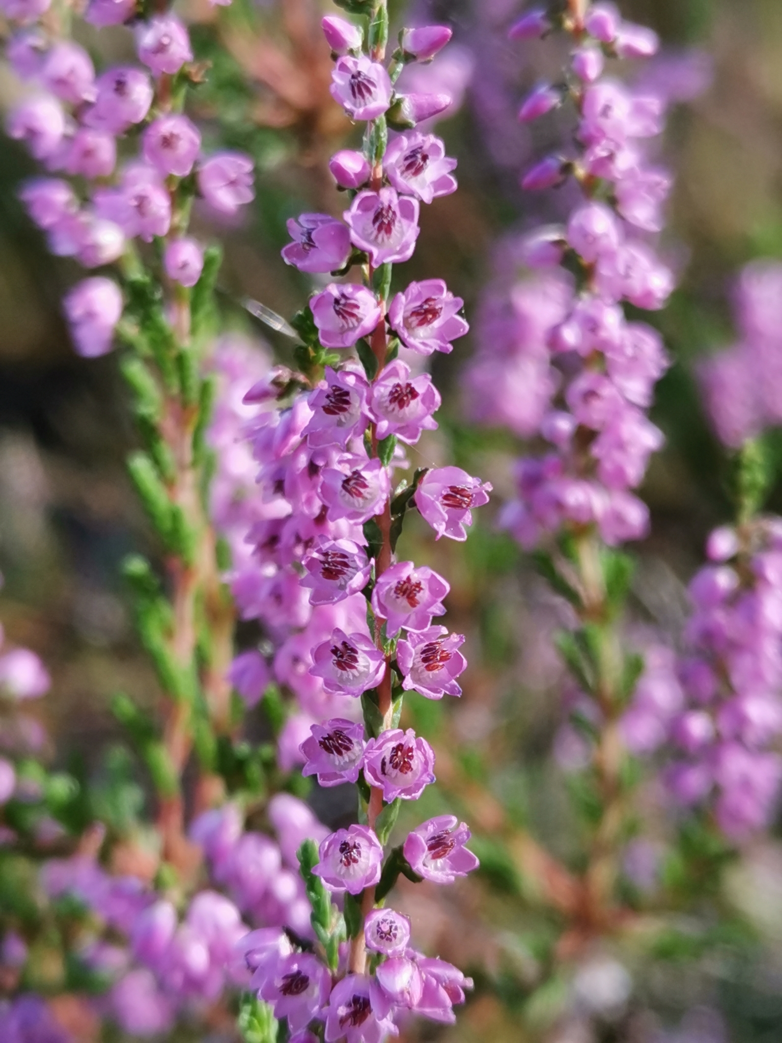 Calluna - Wikipedia