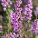 Common Heather - Photo (c) Karsten, some rights reserved (CC BY-NC-ND), uploaded by Karsten