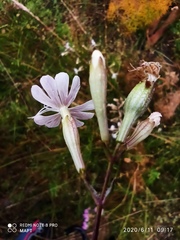 Silene longicilia