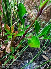 Silene longicilia