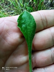 Silene longicilia
