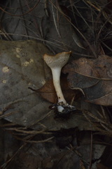 Clitocybe