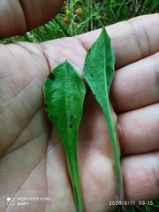 Silene longicilia